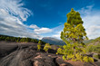 beautiful lava landscape on the Cumbre Nueva in La Palma beautiful lava landscape on the Cumbre Nueva in La Palma