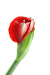 Amaryllis