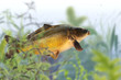 Fische 13.1