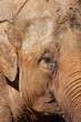 Close-up of an elephant Close-up of an elephant