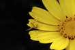 araignée jaune sur fleur jaune