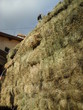 foin sur tracteur foin sur tracteur