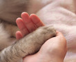 Caring for a Sick Cat