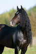 andalusian bay horse portrait in summer andalusian bay horse portrait in summer