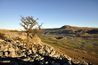 Lone tree on Limestone opposite Ingleborough