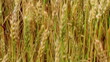 Golden Wheat Field 03