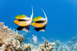 Bannerfish on the coral reef