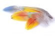 Plumas Plumas