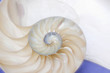 Nautilus