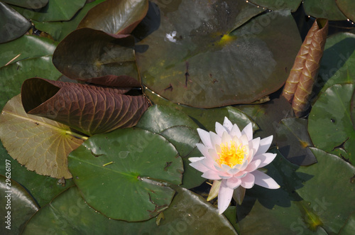 Photo: Water lily Water lily