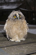 Long-eared owl (Asio otus) chick