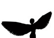 A girl is a bird