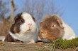 Cochon d'Inde US Teddy en couple