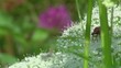 Insetti - Erba - Macro Insetti - Erba - Macro