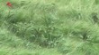 Campo di grano - Slow-motion Campo di grano - Slow-motion