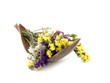 Statice flowers - Limonium Sinuatum