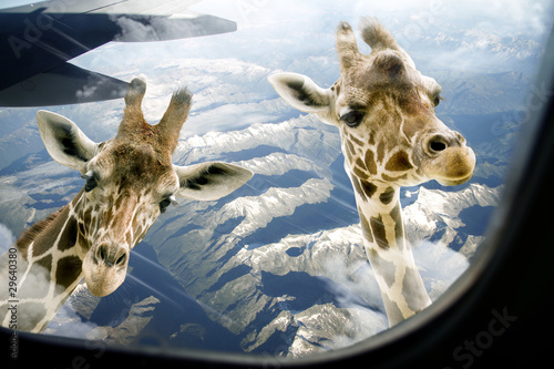 Photo: Hallo zwei Giraffen Hallo zwei Giraffen