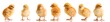 Chickens in differens poses isolated on white