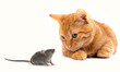 Mouse and cat