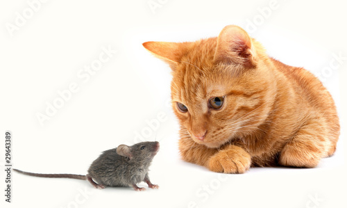 Foto: Mouse and cat Mouse and cat
