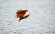 African Fish Eagle (Haliaeetus vocifer)