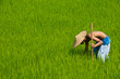 Farmers inspects his farm Farmers inspects his farm