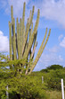 Sculptural cacti, Bonaire.
