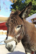 viejo burro en el mercado