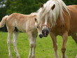 Vertraute Haflinger
