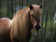 Islandpony Portrait