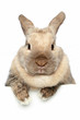 Rabbit. Close-up portrait on a white background