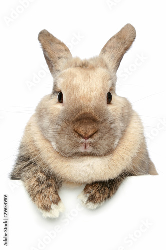 Photo: Rabbit. Close-up portrait on a white background Rabbit. Close-up portrait on a white background