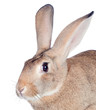 Nice brown bunny