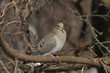Mourning Dove Zenaida macroura