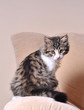 Cute cat relaxing on sofa Cute cat relaxing on sofa