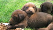 Lab Puppies Resting