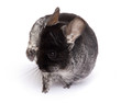 chinchilla