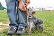 récompenser son chien récompenser son chien