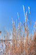 Reed in winter