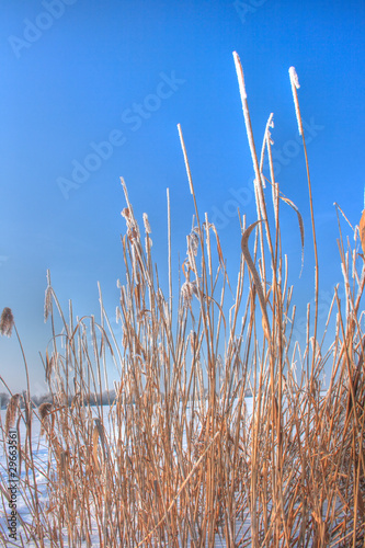 Photo: Reed in winter Reed in winter