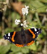 Butterfly on the green leaf Butterfly on the green leaf