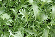salade frisée
