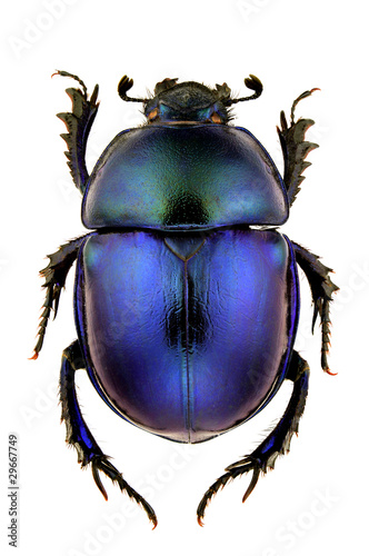 Foto: Trypocopris vernalis Trypocopris vernalis