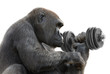 Gorilla macht Krafttraining mit Hantel