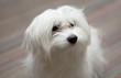 Whirw dog maltese