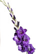 Gladiolus