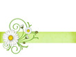 Margeritenblüten