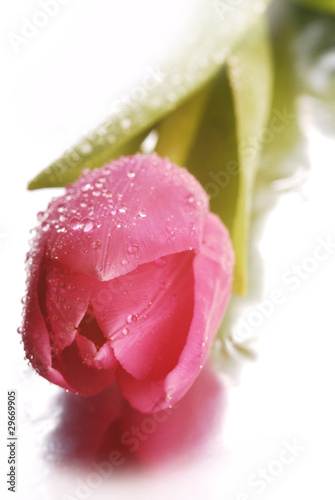 Photo: Tulipan Tulipan