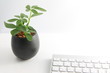 観葉植物とキーボード　