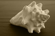 shell